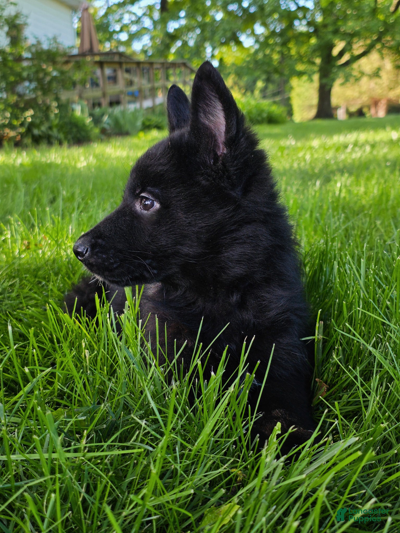 German Shepherd dogs for sale: German Shepherd Puppy 1 - Ad 5