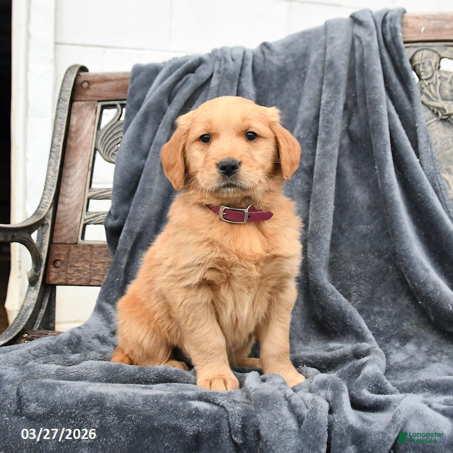Golden Retriever dogs Buster - Ad 1