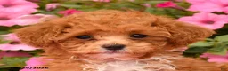 Toy Poodle dogs for sale: Penny - Ad 4