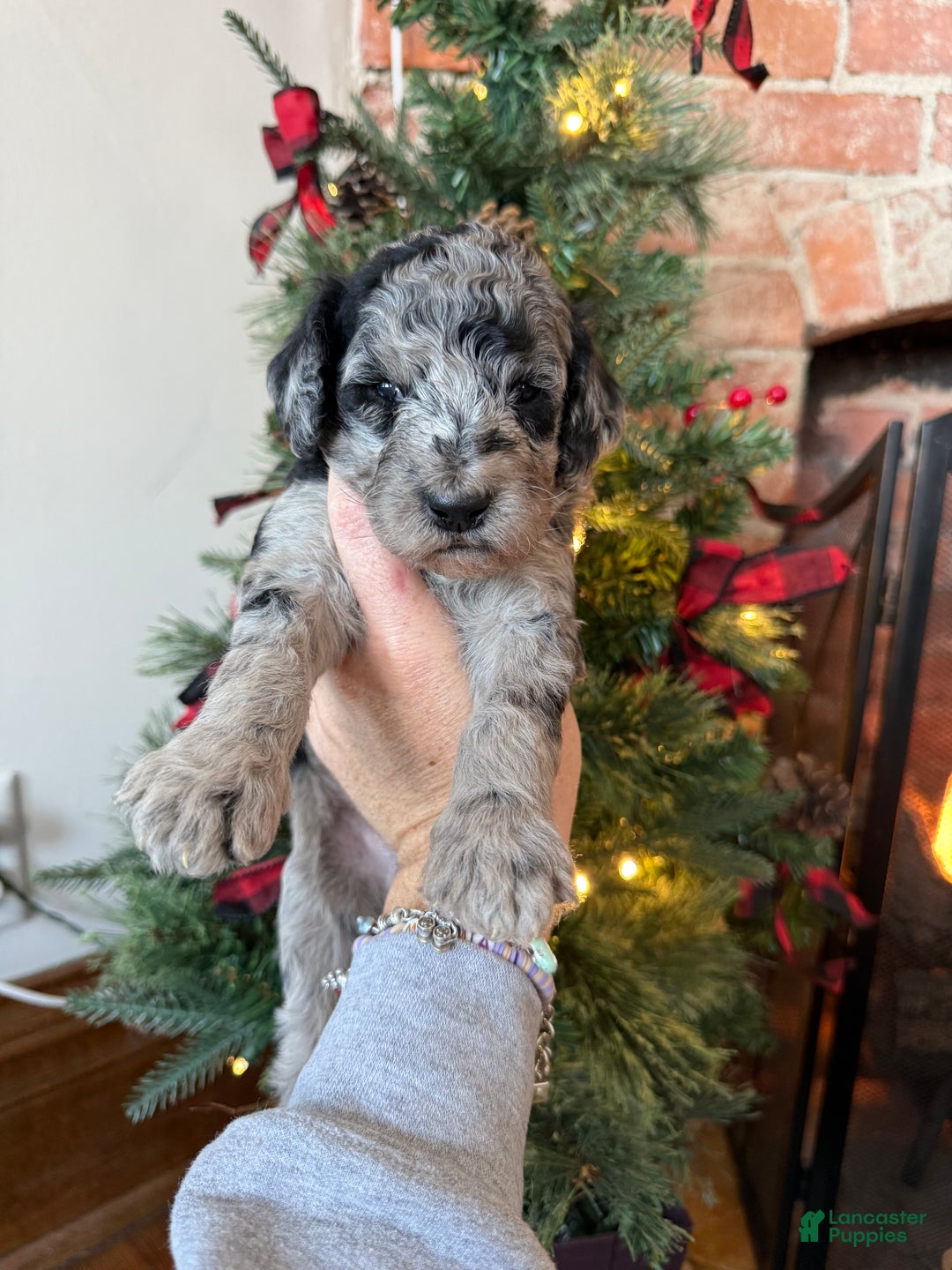 Mixed Breed dogs for sale: Paul - Ad 4