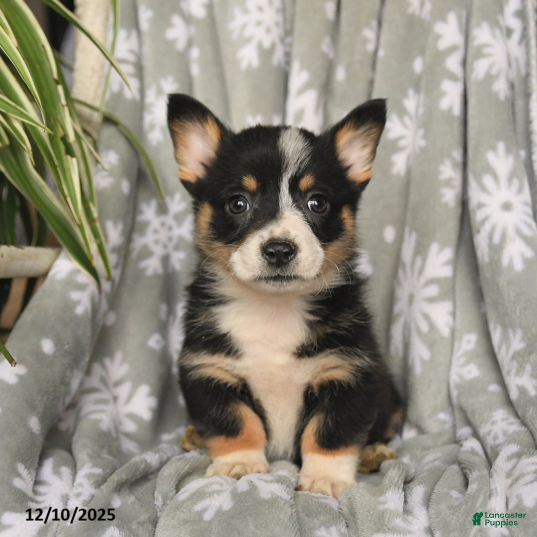 Welsh Corgi Pembroke dogs for sale: Chocolate - Ad 3