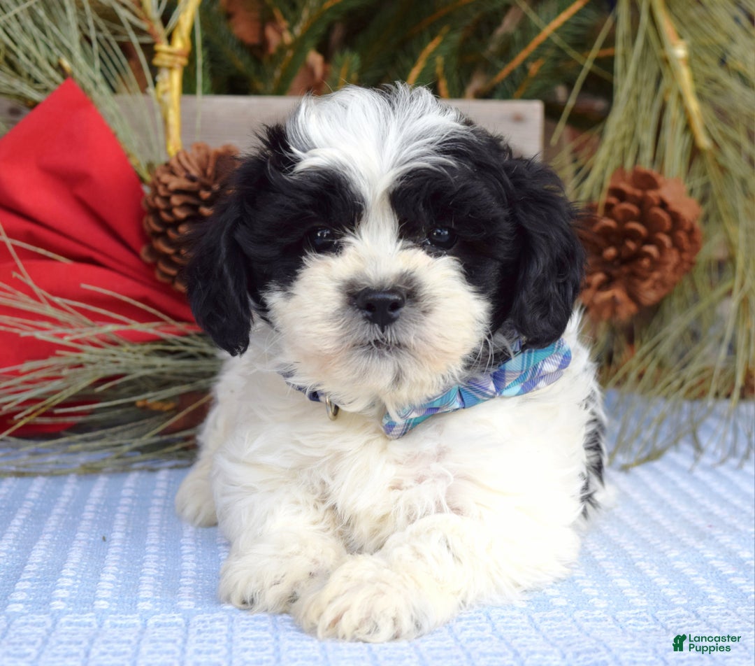 Teddy Bear dogs for sale: Bear - Ad 5