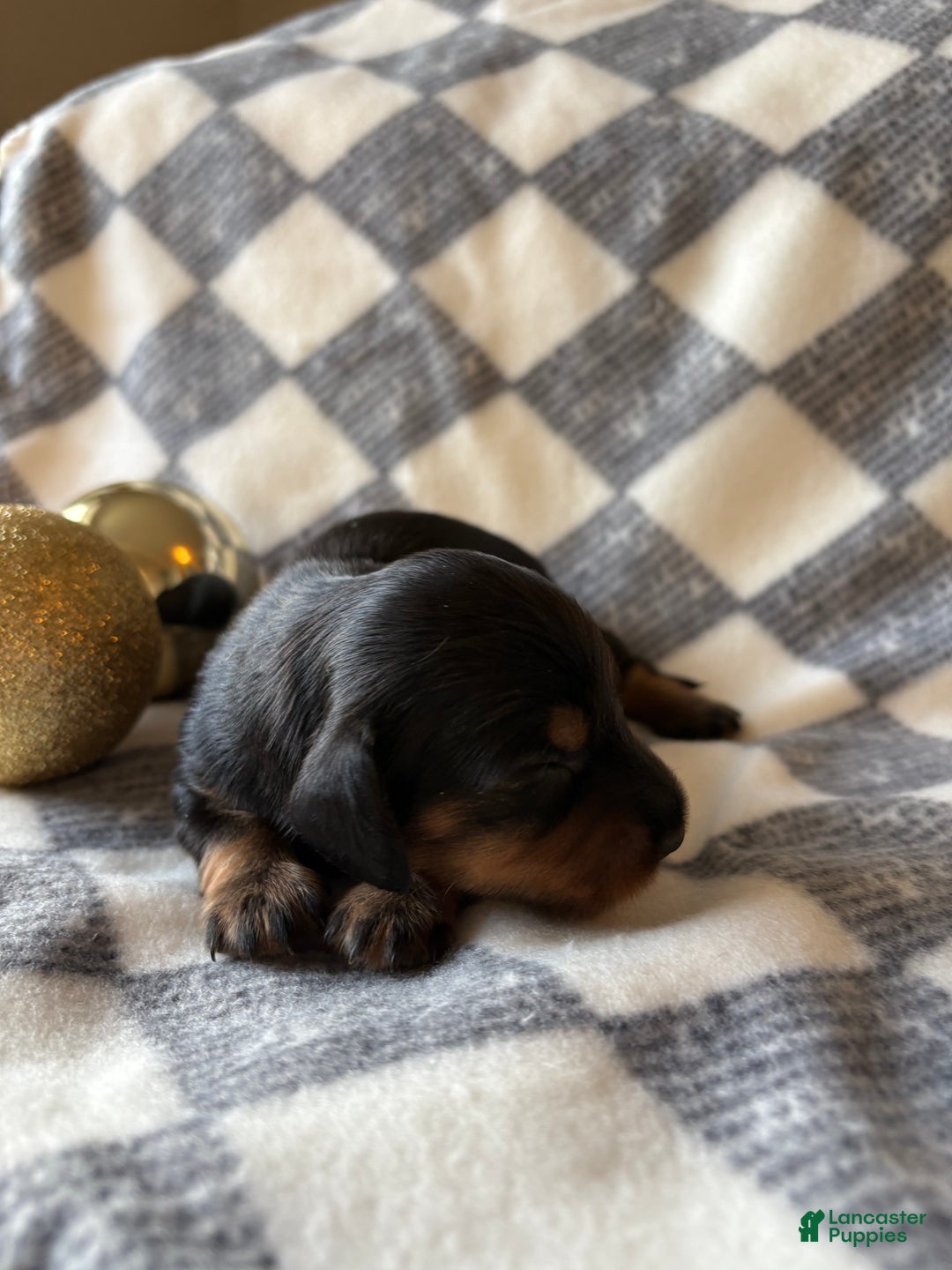 Dachshund dogs for sale: Bean - Ad 1