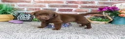 Labrador Retriever dogs for sale: Nutella - Ad 2