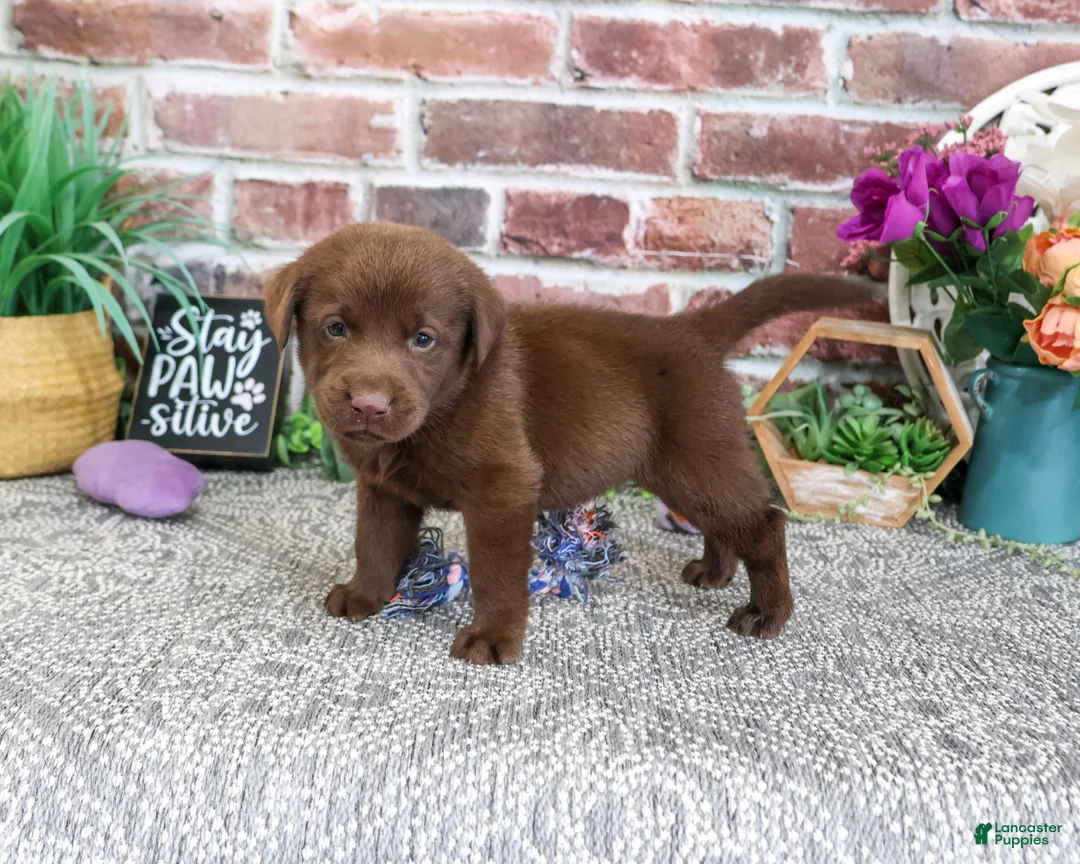 Labrador Retriever dogs for sale: Nutella - Ad 2
