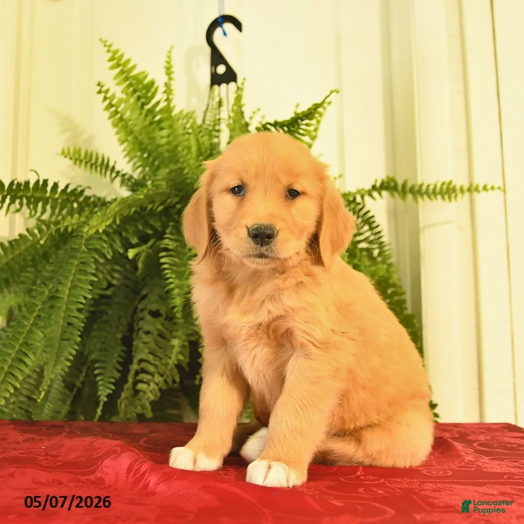 Golden Retriever dogs for sale: White Boots  - Ad 2