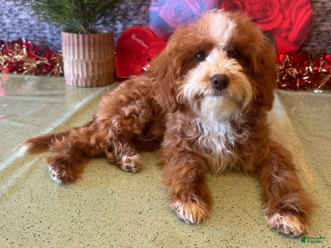 Cavapoo dogs for sale: Ned - Ad 2