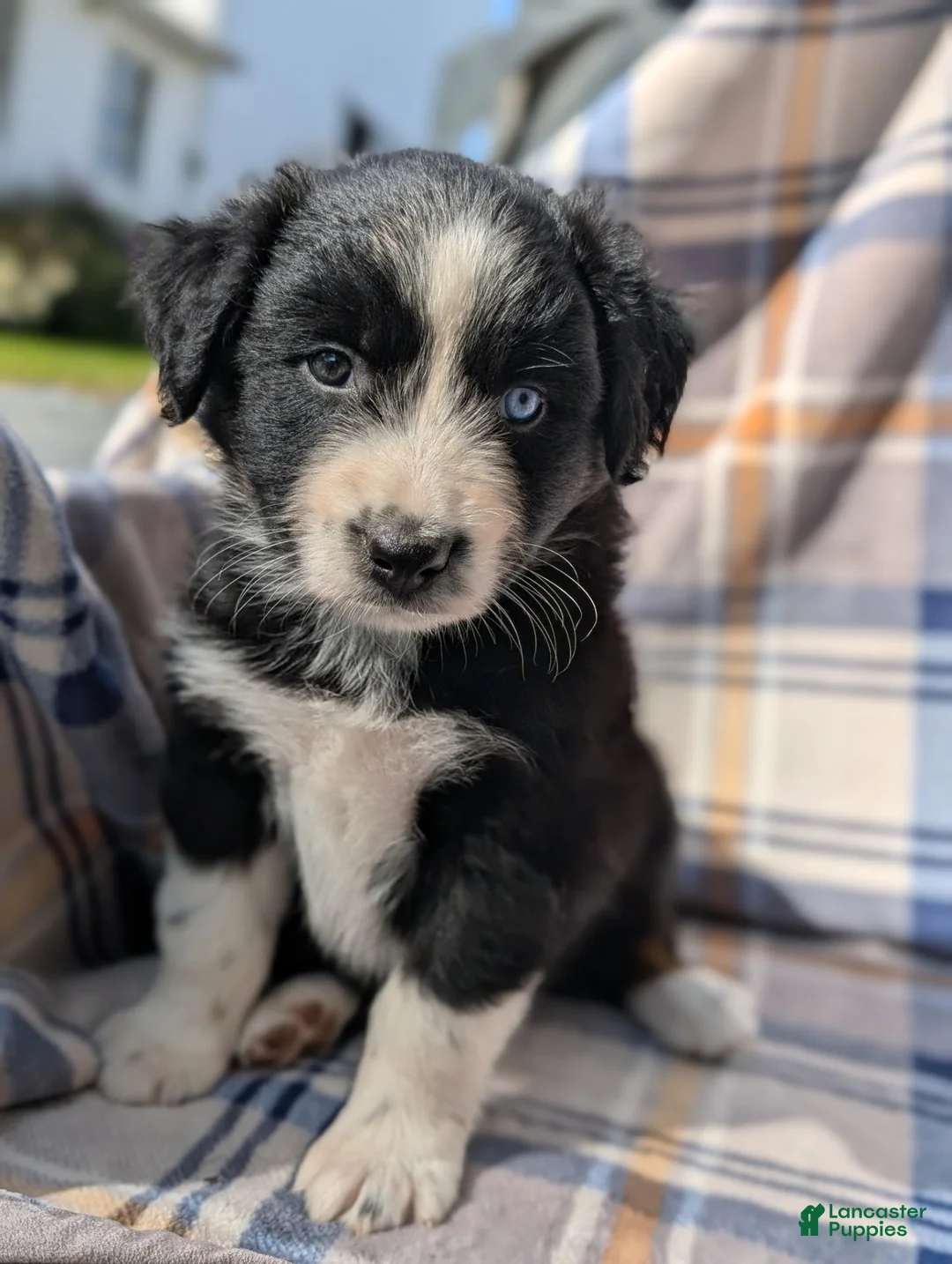 Australian Shepherd dogs for sale: Lincoln  - Ad 1