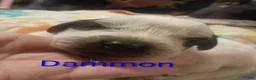 Mixed Breed dogs for sale: Dammon - Ad 3