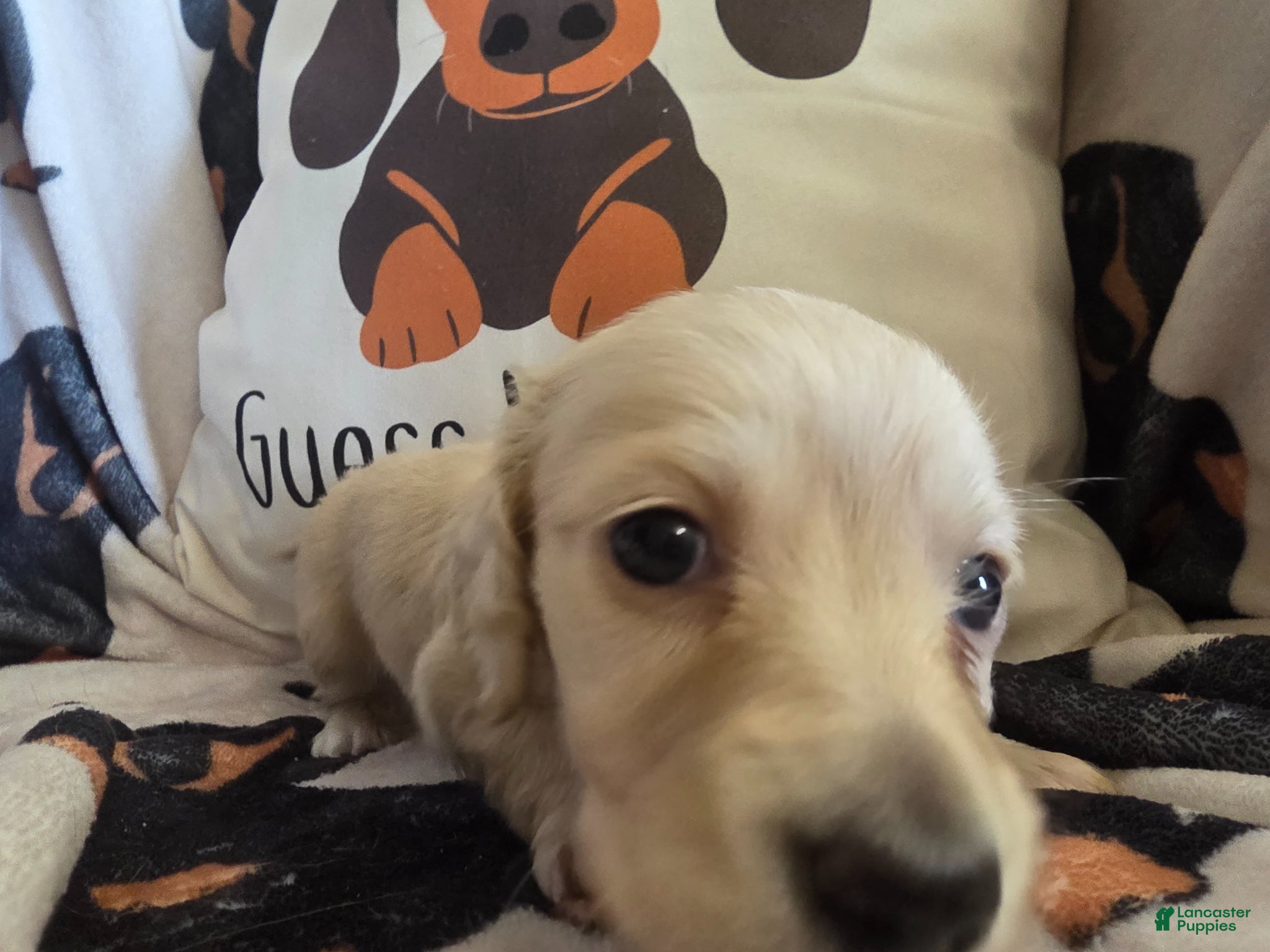 Miniature Dachshund dogs Sarah - Ad 2
