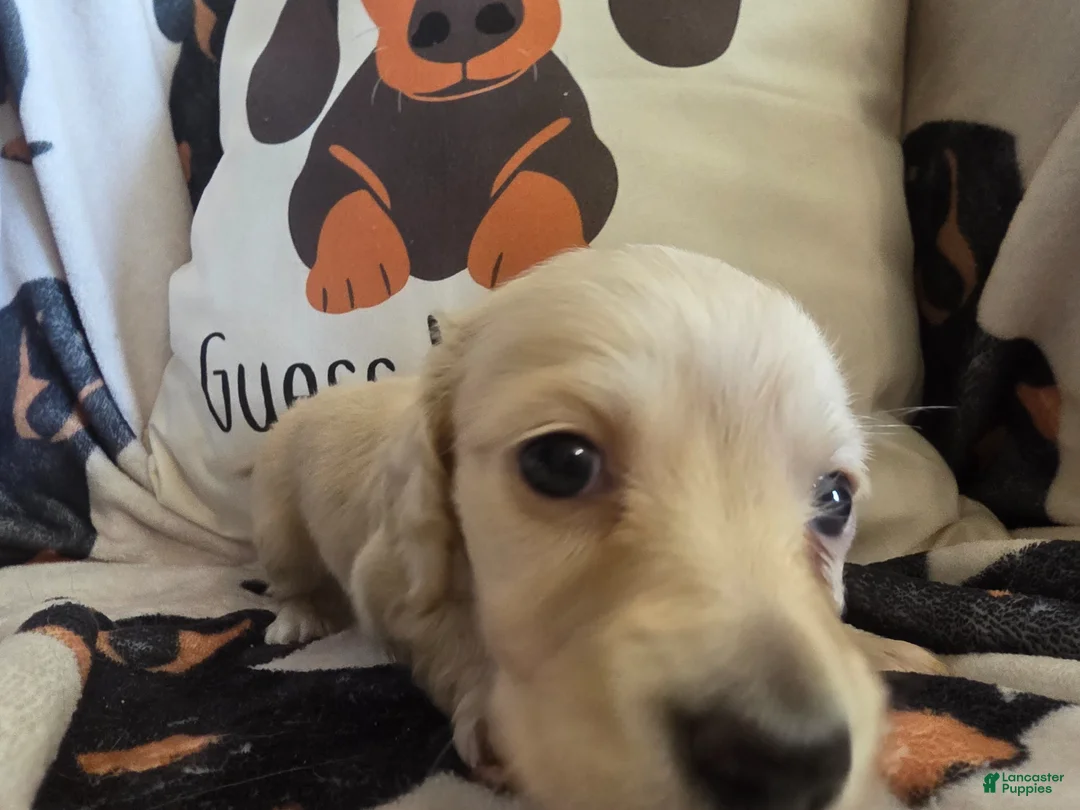 Miniature Dachshund dogs for sale: Sarah - Ad 2