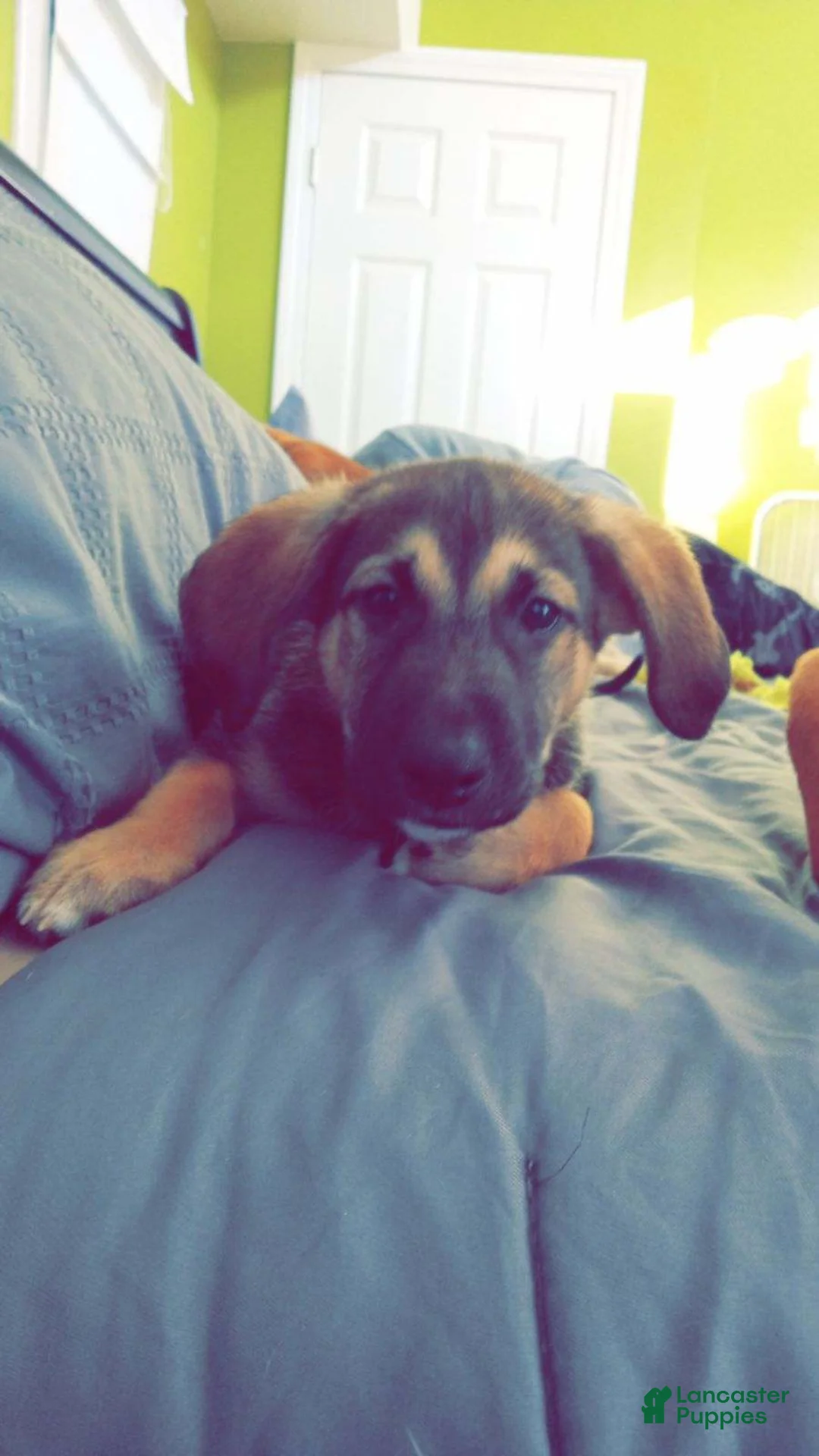 Gallery Image {{count}}