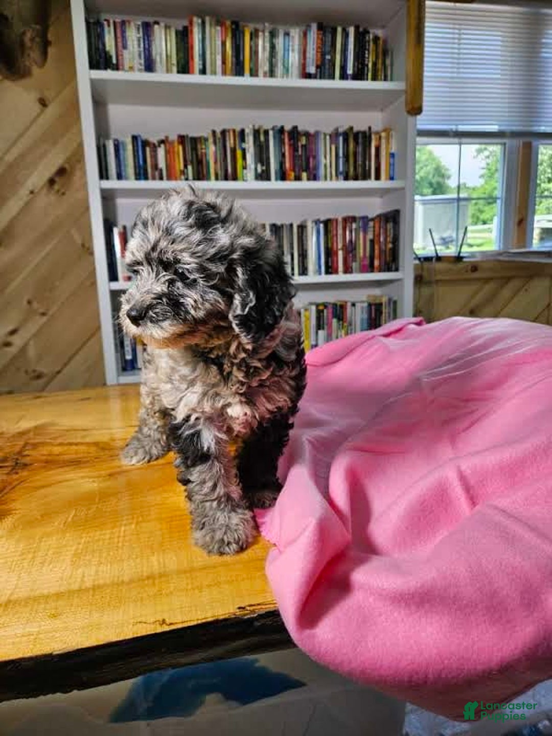 Mixed Breed dogs for sale: Speckles - Ad 7