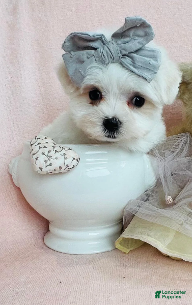Maltese dogs Maltese 1 - Ad 1