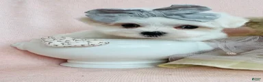 Maltese 1