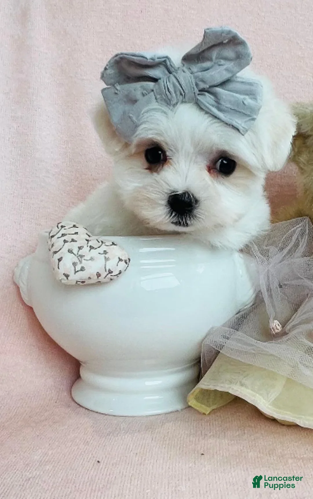 Maltese dogs for sale: Maltese 1 - Ad 1
