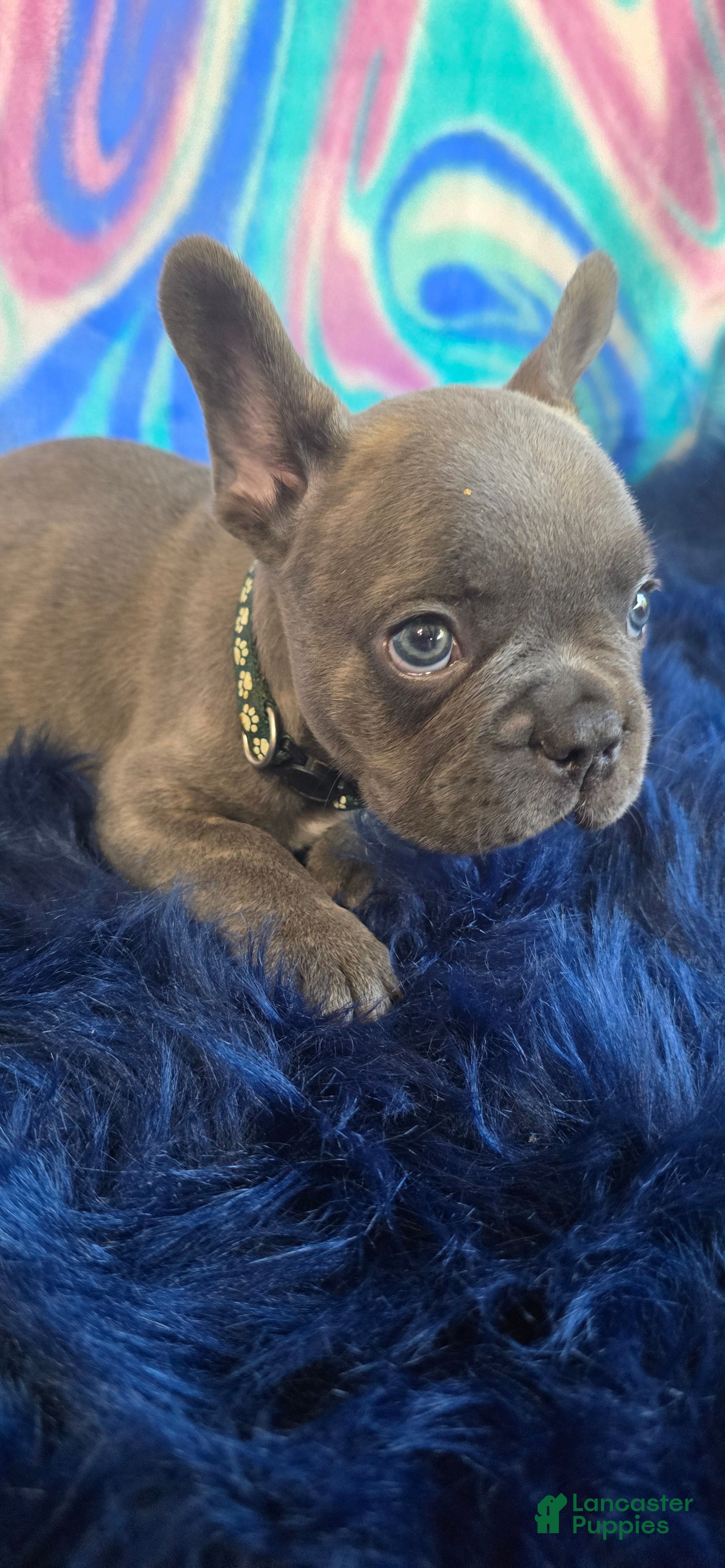 French Bulldog dogs Blue - Ad 1