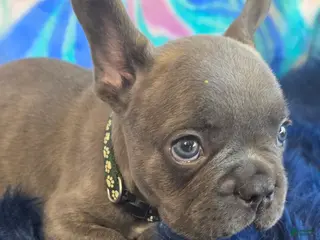 French Bulldog dogs for sale: Blue - Ad 3