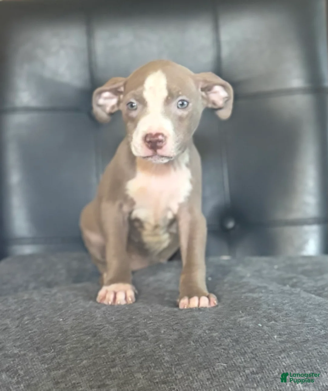 American Bully dogs for sale: American Bully Puppy 5 - Ad 1