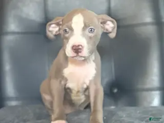 American Bully dogs American Bully Puppy 5 - Ad 38