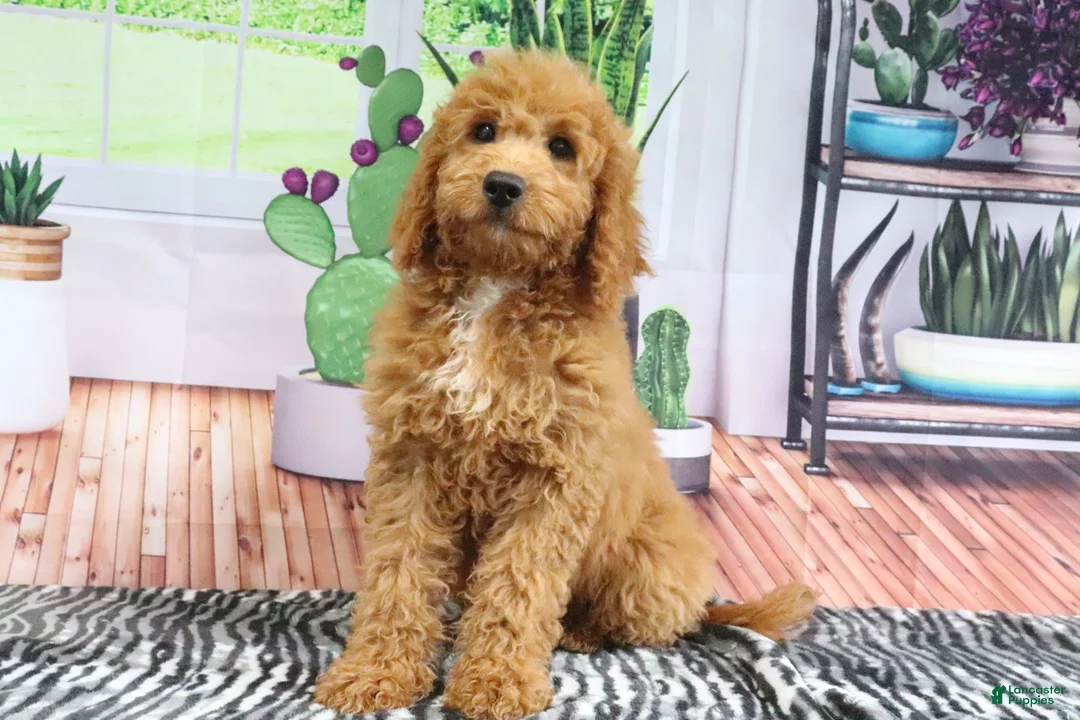 Mini Goldendoodle dogs for sale: Carla - Ad 2