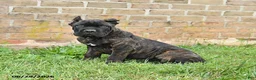 Cane Corso dogs for sale: Dawson - Ad 9