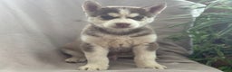 Siberian Husky dogs for sale: Ledger - Ad 8