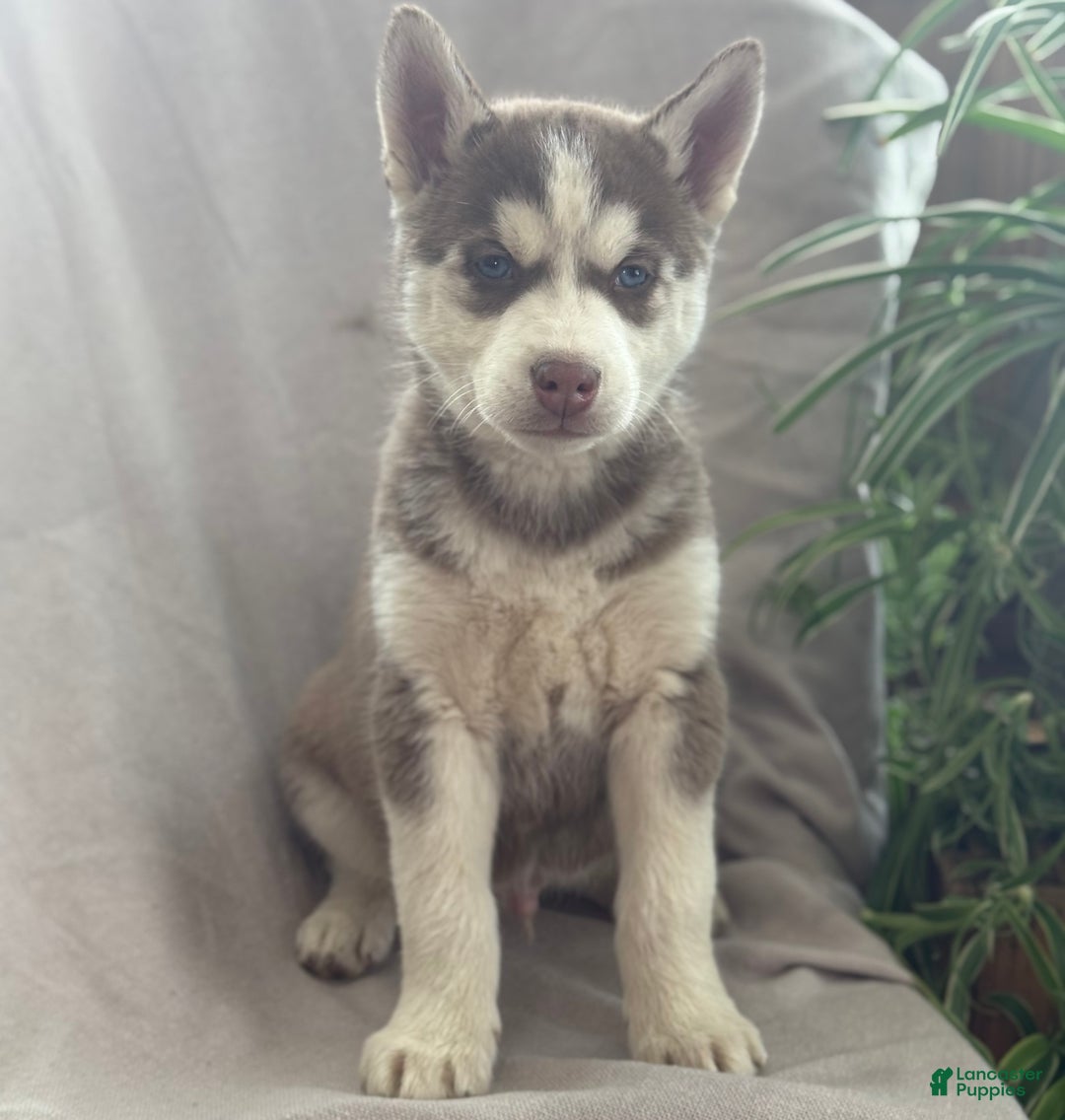Siberian Husky dogs for sale: Ledger - Ad 8