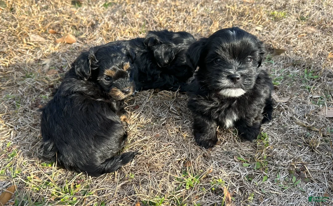 Mixed Breed dogs for sale: Knight Lightening  - Ad 4