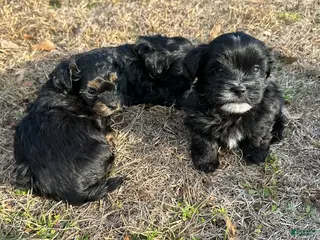 Mixed Breed dogs Knight Lightening - Ad 6