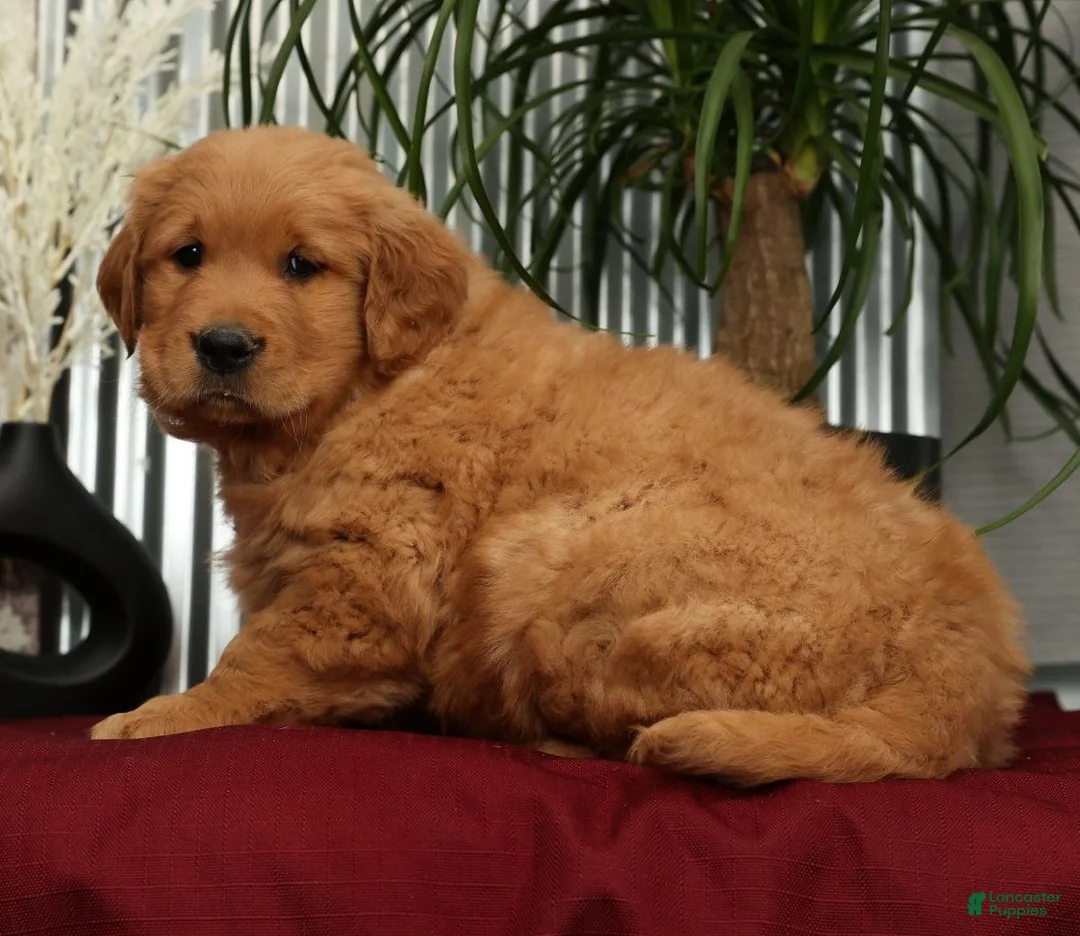 Golden Retriever dogs for sale: Austin - Ad 9