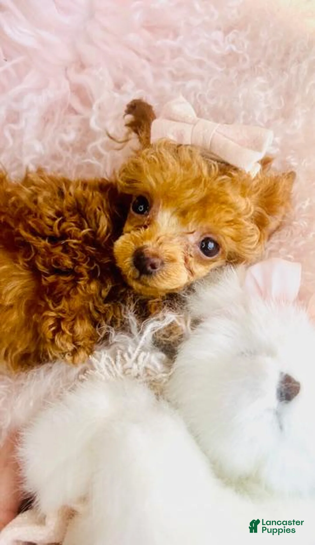 Toy Poodle dogs for sale: Toy Poodle Puppy 1 - Ad 3