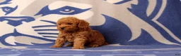 Toy Poodle dogs for sale: Fiona - Ad 3