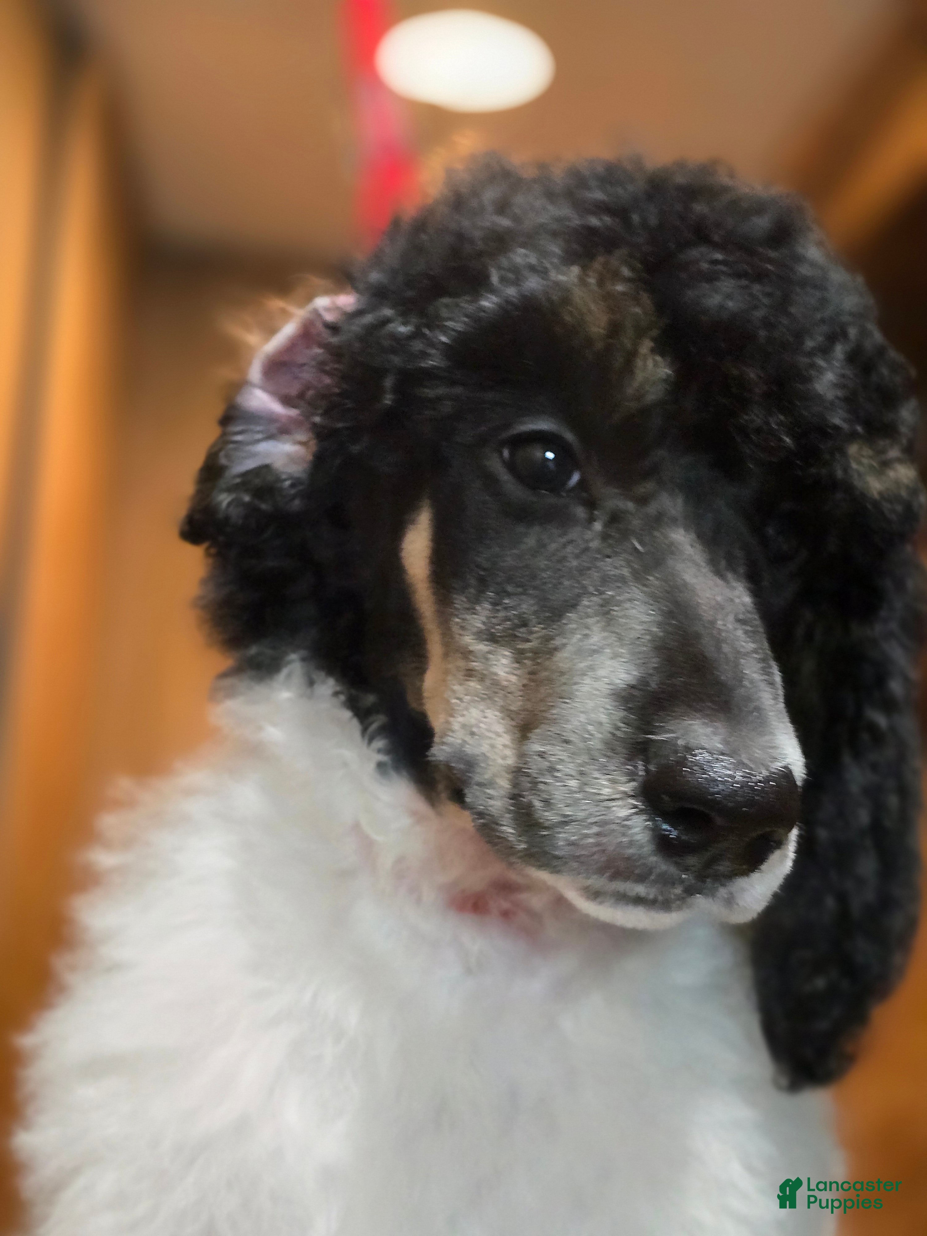 Standard Poodle dogs Genesis - Ad 41