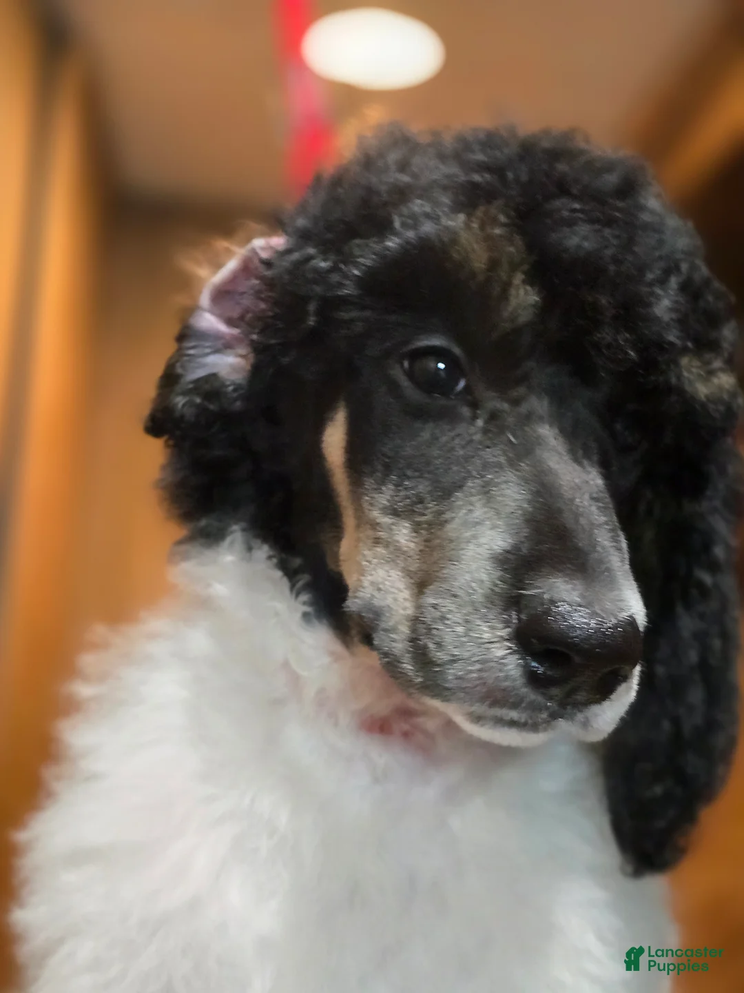 Standard Poodle dogs for sale: Genesis - Ad 1