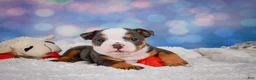 English Bulldog dogs for sale: Bruno - Ad 8