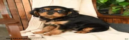 Cavalier King Charles Spaniel dogs for sale: Mocha - Ad 5
