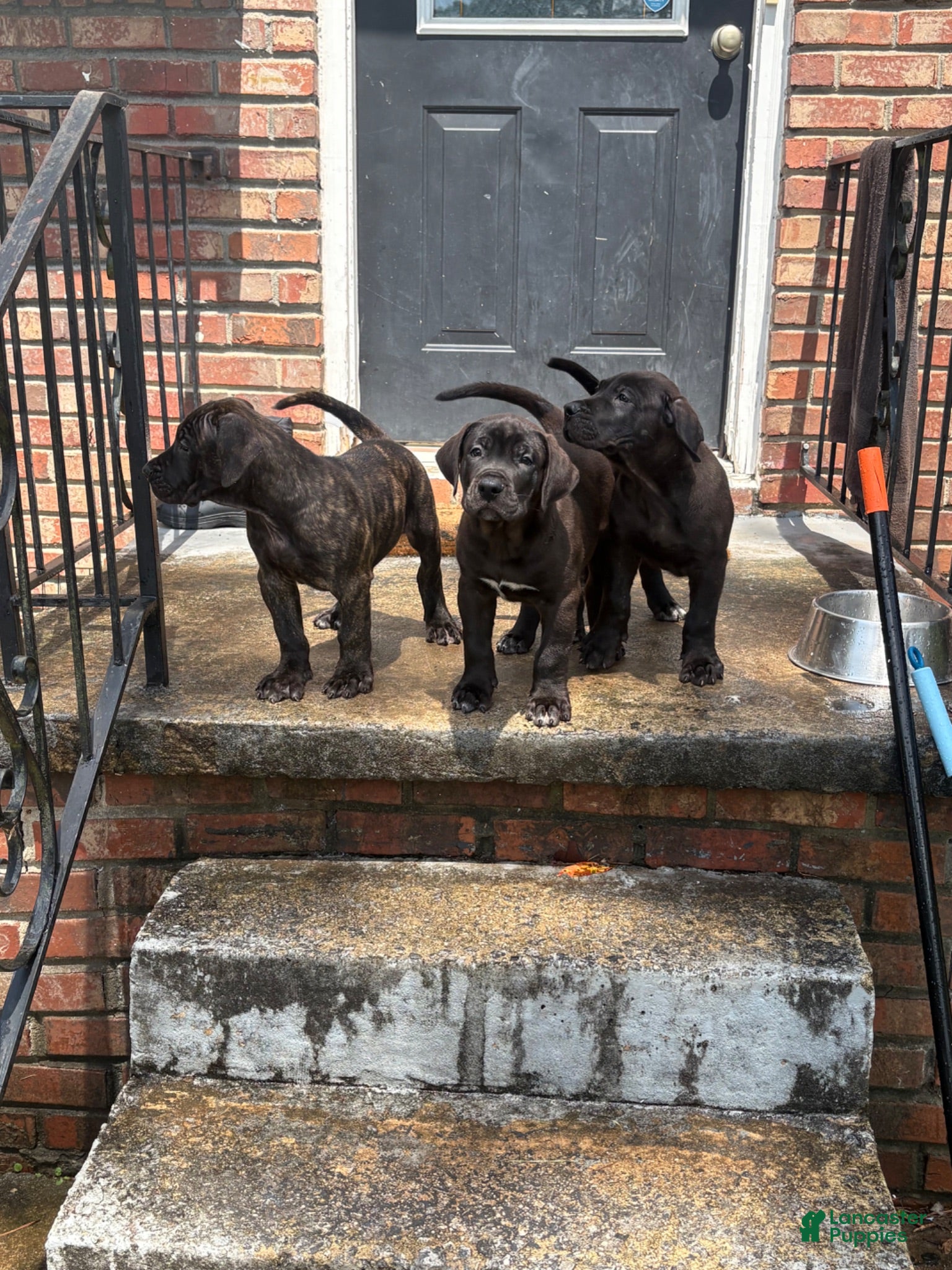 Presa Canario dogs Presa Canario 1 - Ad 3