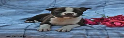 Boston Terrier dogs for sale: Ellie Red and White - Ad 3
