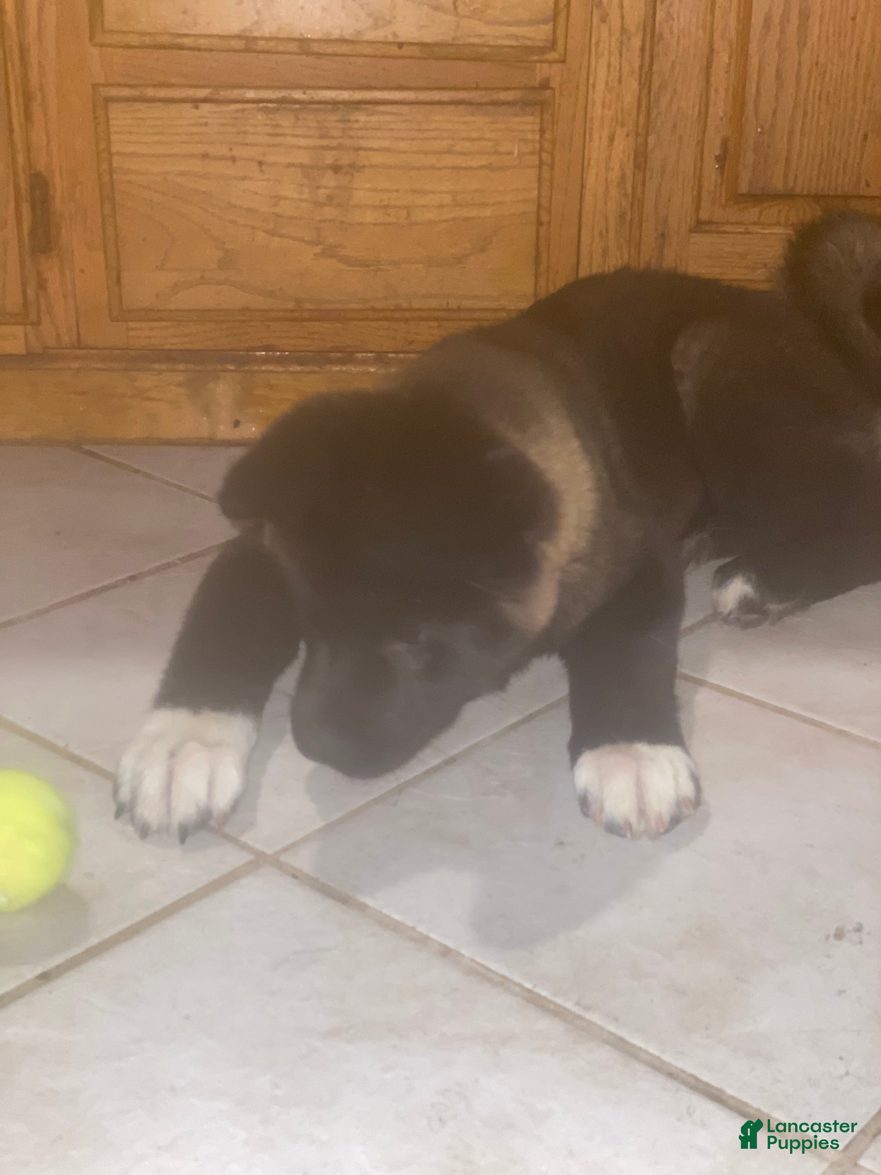 Akita dogs Akita Puppy 1 - Ad 37