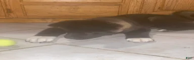 Akita Puppy 1