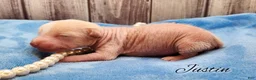 Mixed Breed dogs for sale: Justin - Ad 7