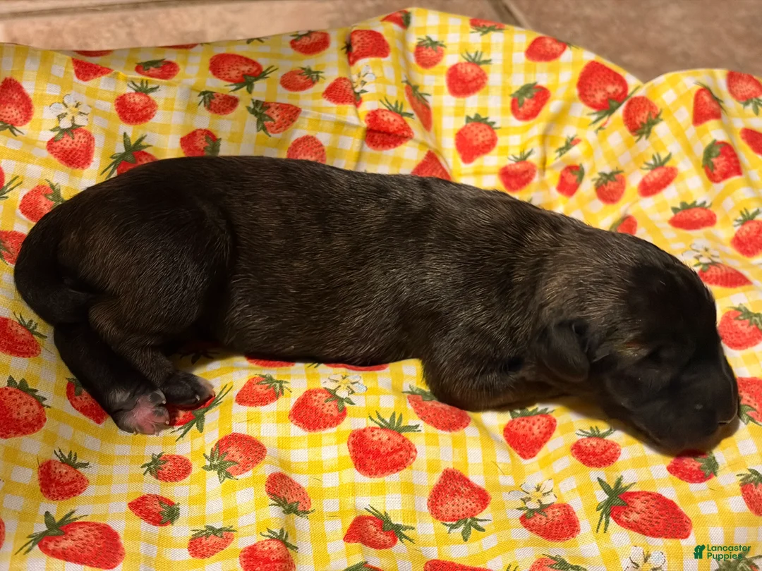 Mixed Breed dogs for sale: Lime Girl - Ad 2