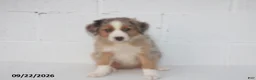 Australian Shepherd dogs for sale: Bobby - Ad 2