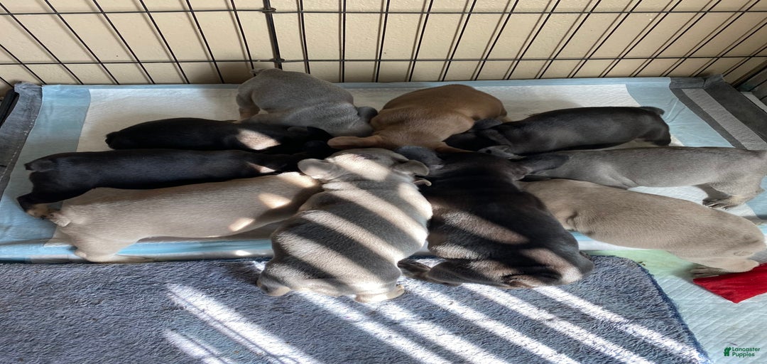 Gallery Image {{count}}