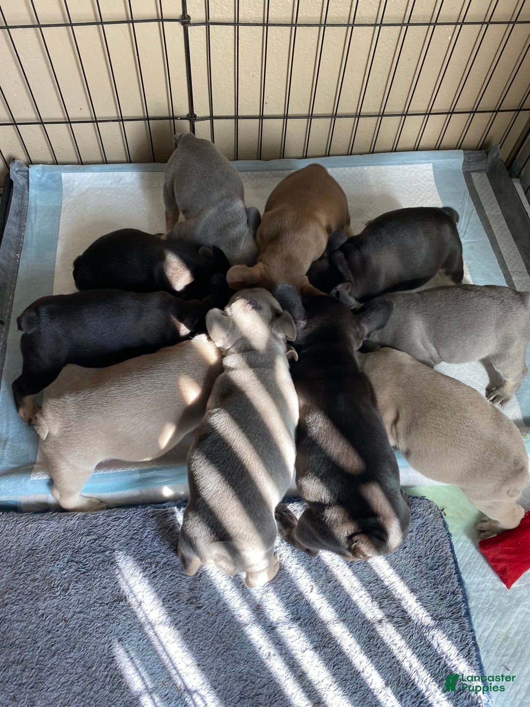 Gallery Image {{count}}