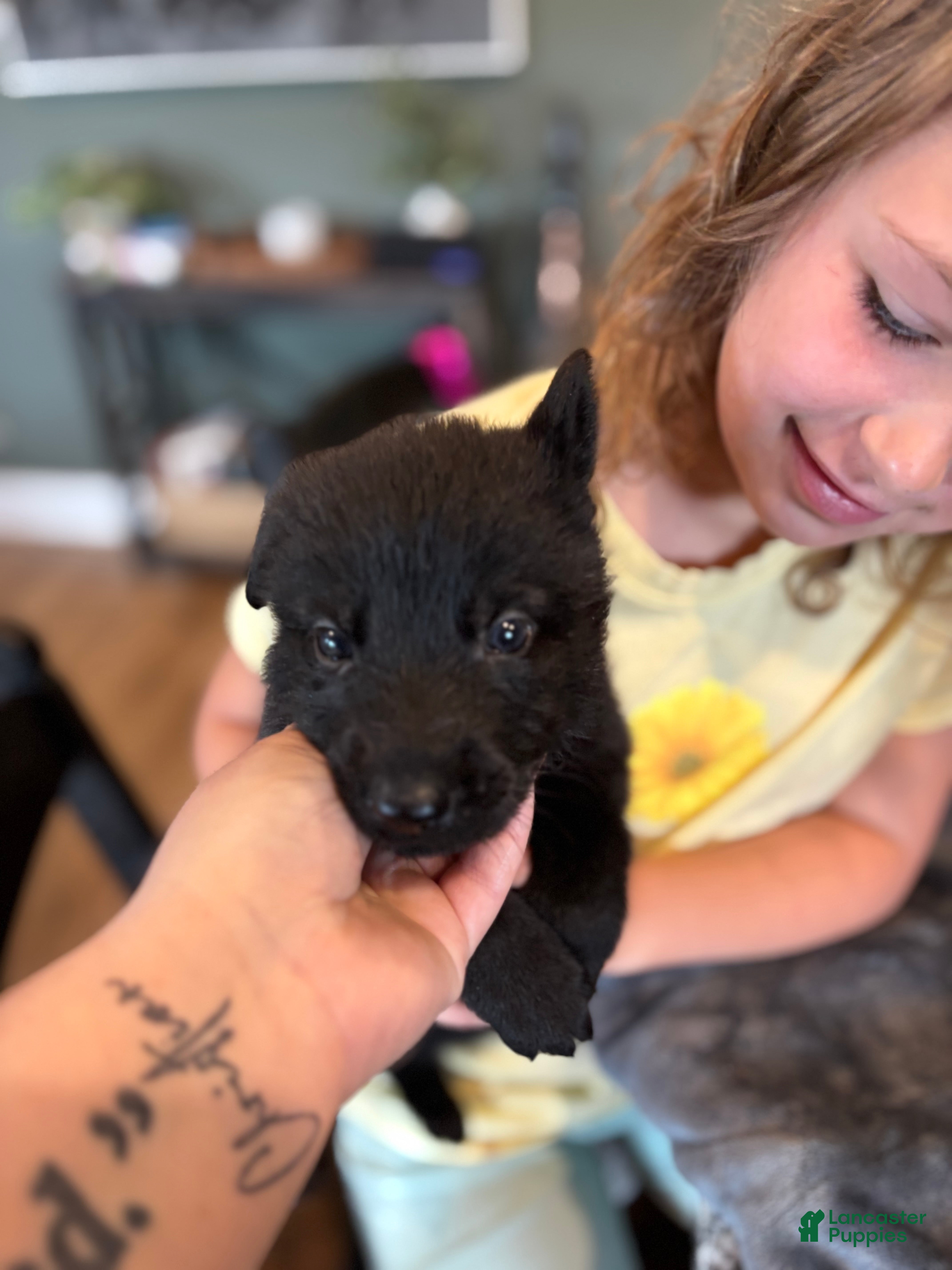 German Shepherd dogs for sale: German Shepherd Puppy 1 - Ad 1