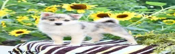 Pomsky dogs for sale: Ava  - Ad 2
