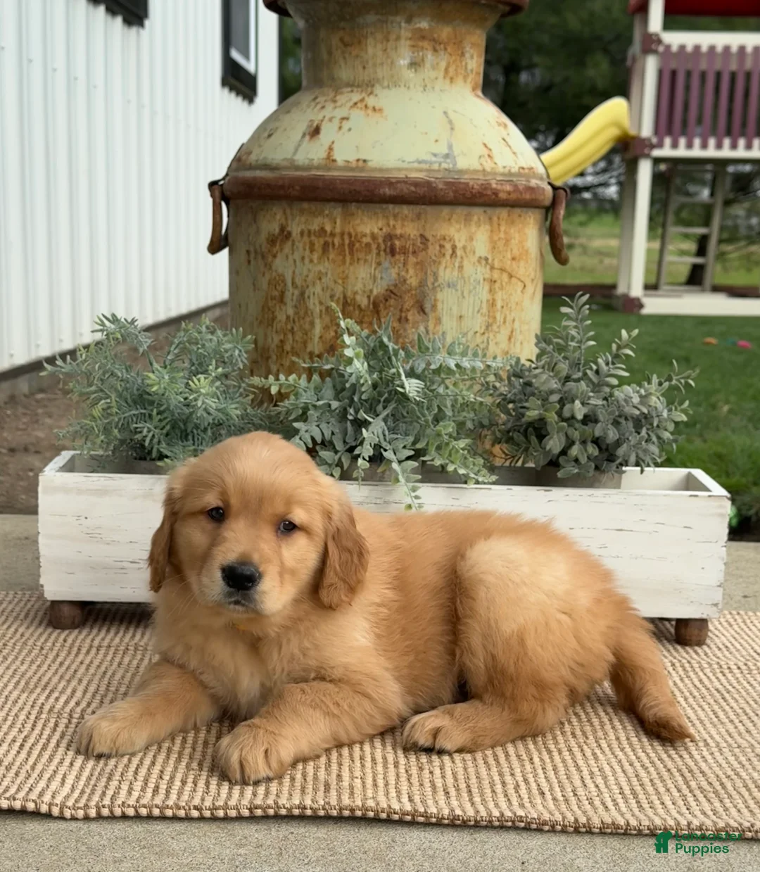 Golden Retriever dogs for sale: Ginny - Ad 2