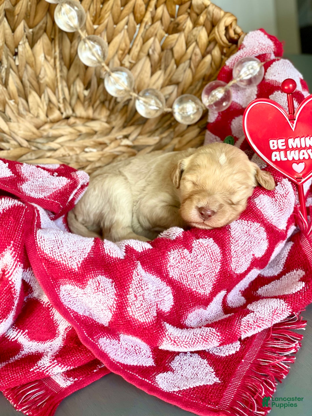 Goldendoodle dogs for sale: Mr green - Ad 1